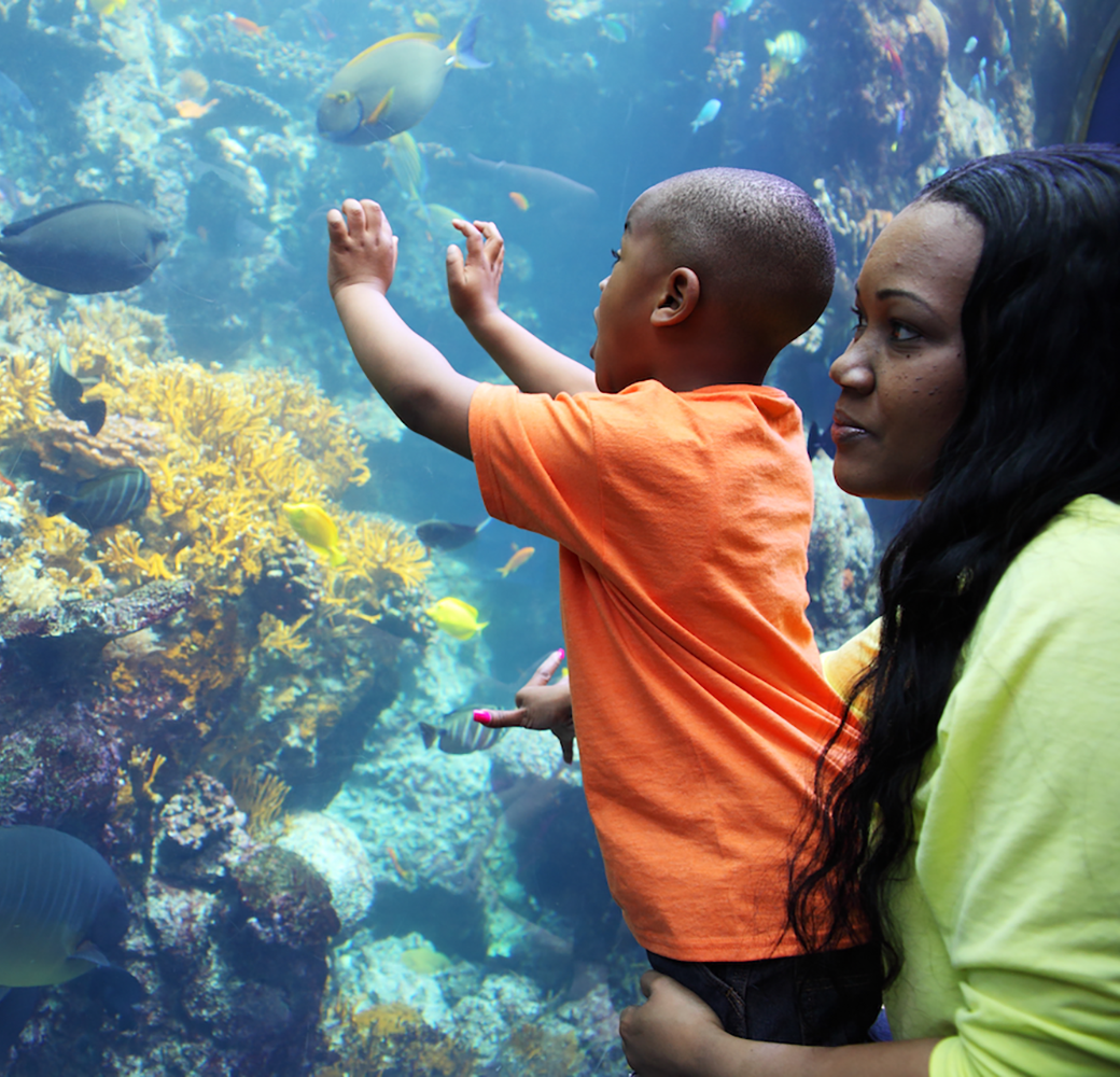 Black woman in bright yellow shirt holding Black boy in orange shirt with his hands against the glass at the aquarium